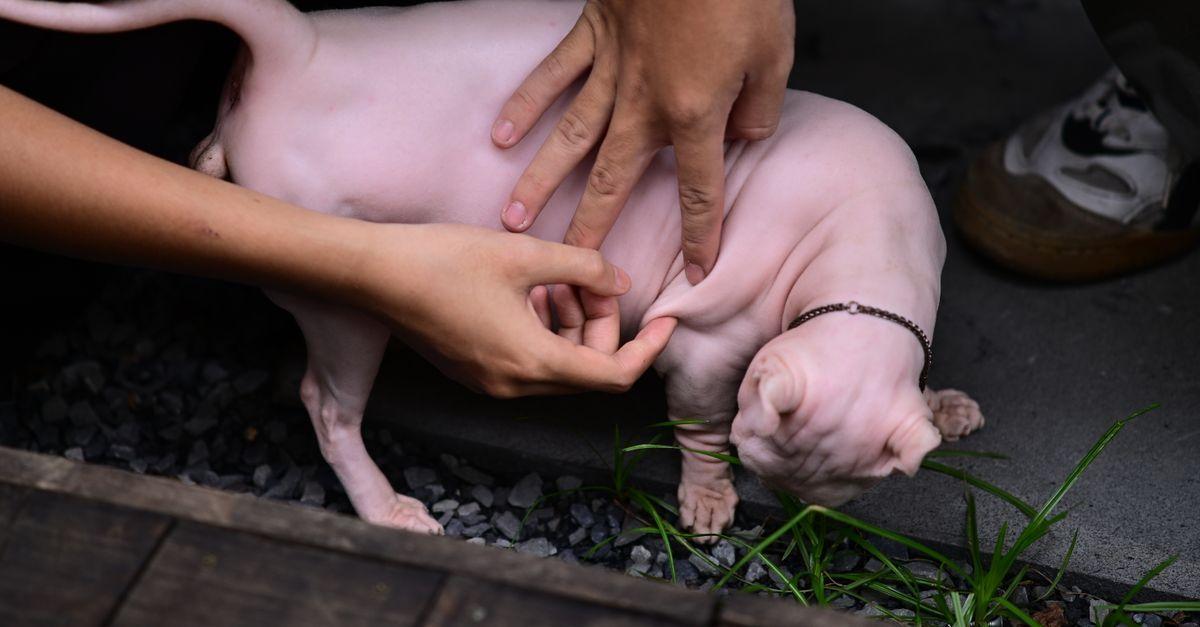Lições valiosas que aprendemos ao cuidar de um animal