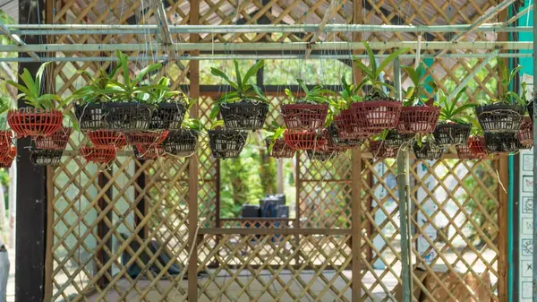 Substrato para Orquídea: Como Escolher o Melhor Material e a Hora Certa de Replantar